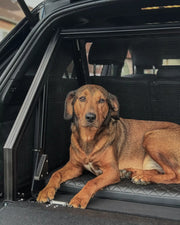 Multi-Function Dog Stairs